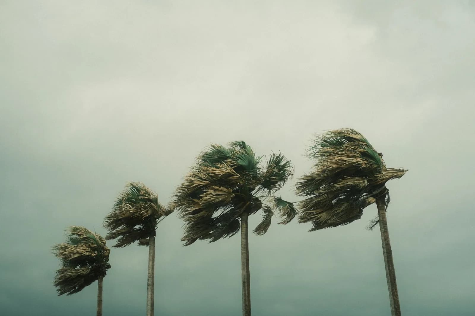 Cocotiers courbés par le vent lors d'une tempête tropicale, illustrant le risque cyclonique dans le Pacifique