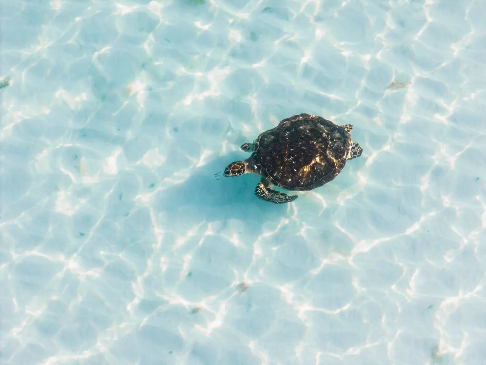 Tortue marine nageant dans les eaux claires et peu profondes d'un lagon turquoise, vue de dessus