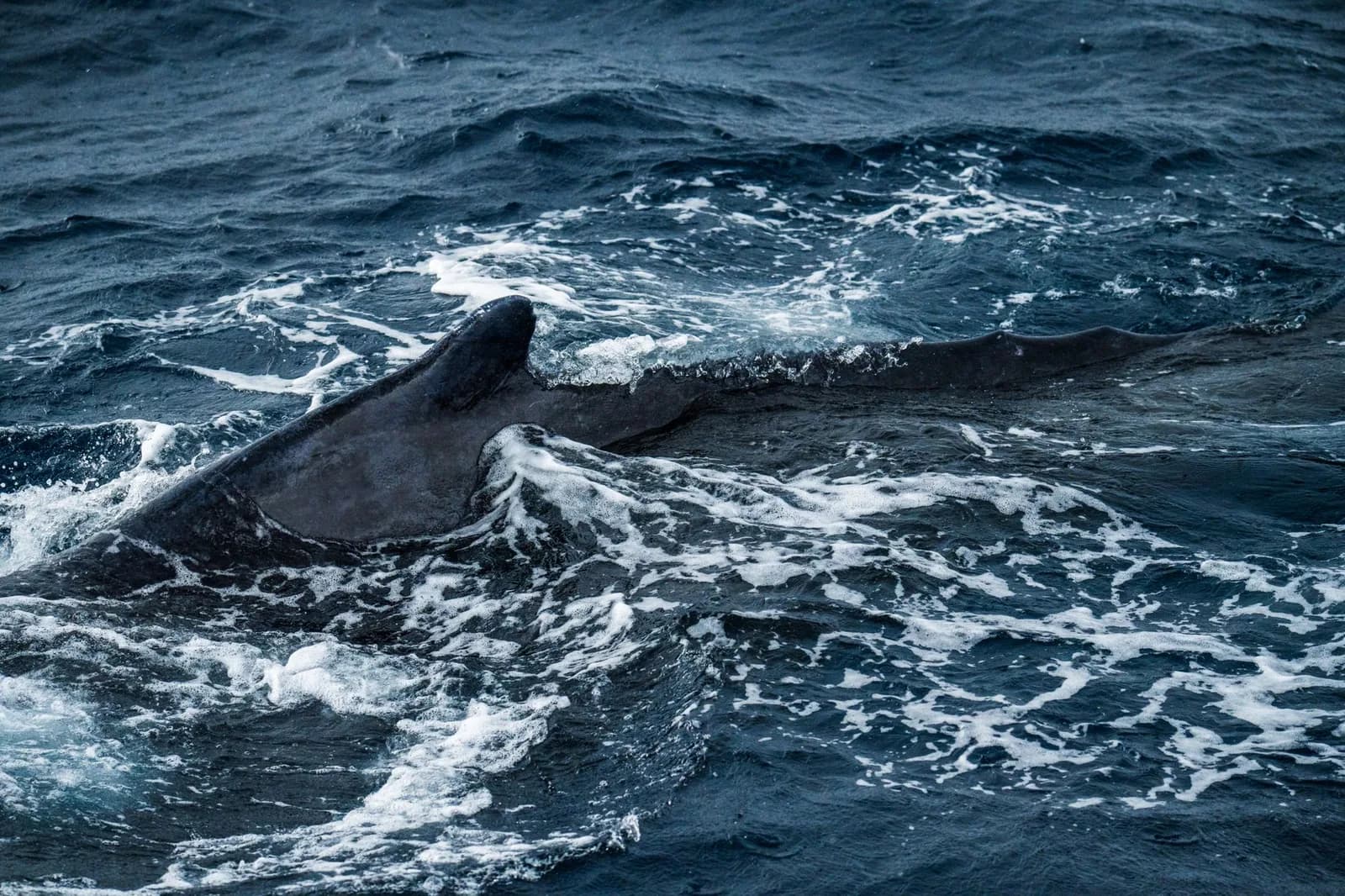 Queue (nageoire caudale) d'une baleine à bosse dressée au-dessus de la surface de l'océan, l'eau ruisselant du bord