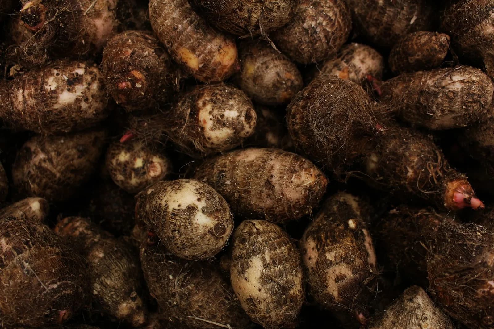 Tas de taros bruts, l’un des tubercules de base du bougna calédonien