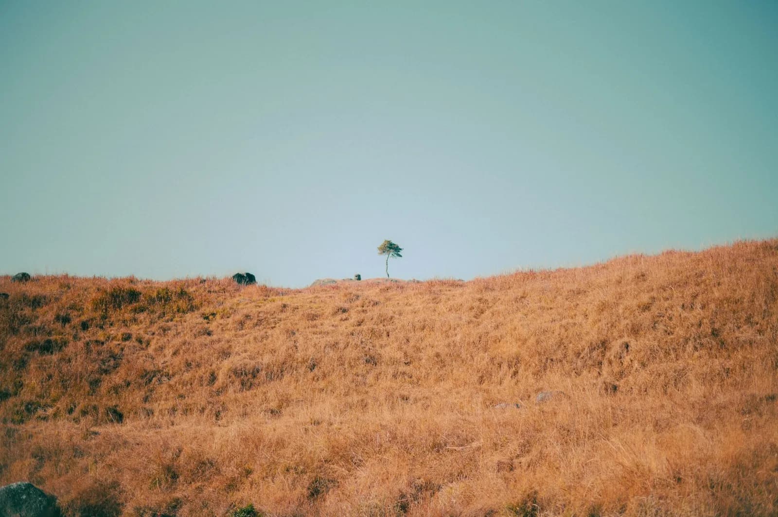 Colline de brousse sèche aux herbes dorées surmontée d'un arbre isolé sous un ciel bleu, paysage typique des reliefs de la côte ouest