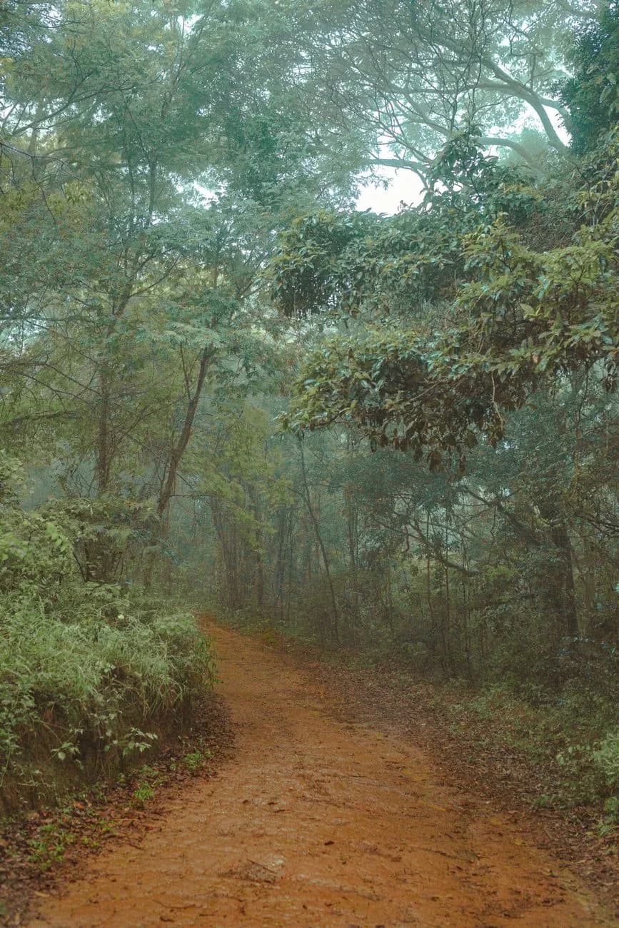 Sentier de terre rouge latéritique traversant une forêt tropicale humide et brumeuse