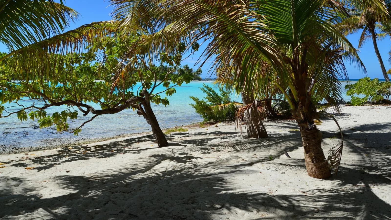 Plage de sable blanc bordée de cocotiers ouvrant sur un lagon turquoise, ambiance des îles du Pacifique comme les îles Loyauté