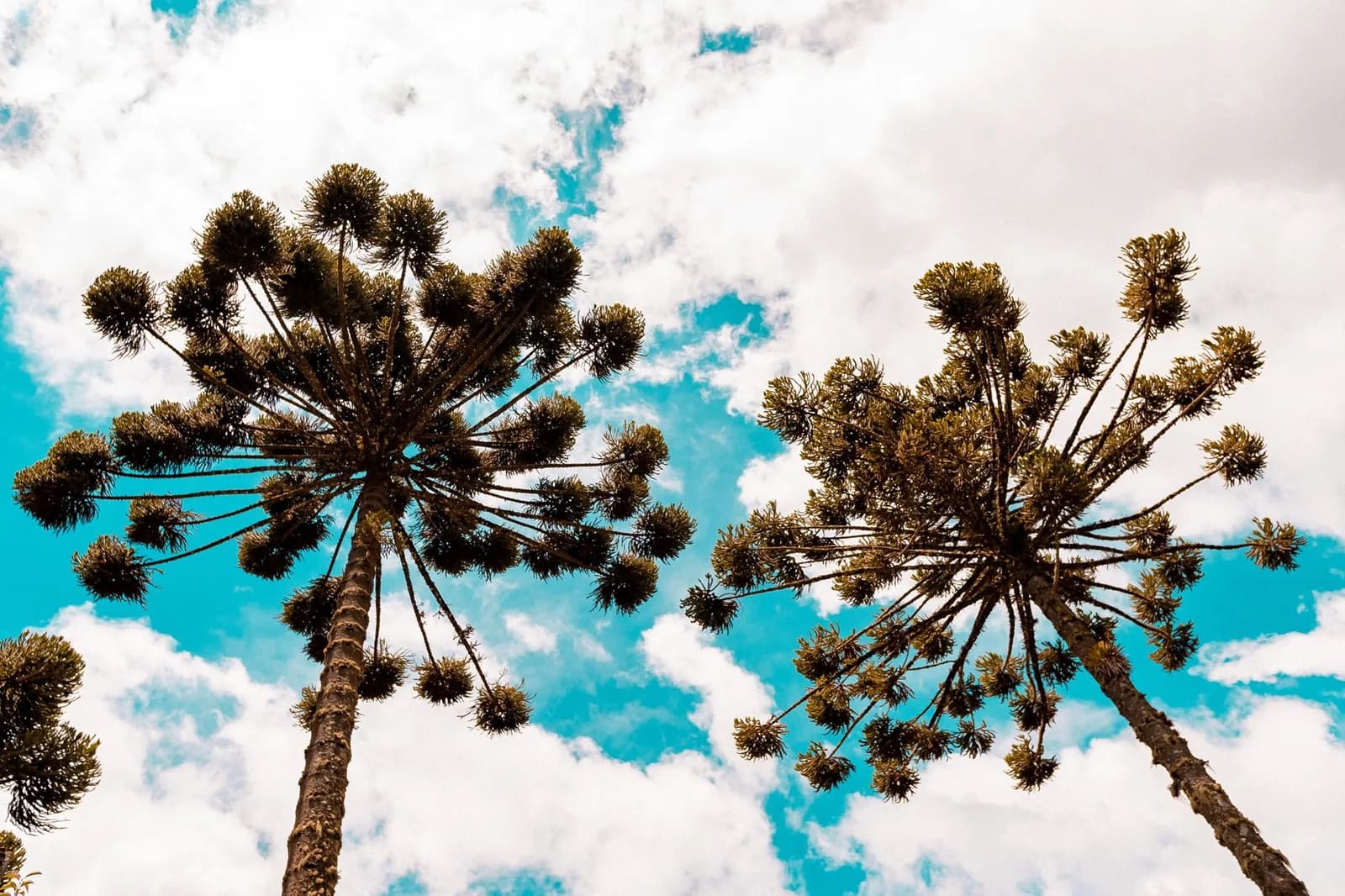 Pins colonnaires araucarias élancés vus en contre-plongée sous un ciel bleu, arbre emblématique de l’Île des Pins en Nouvelle-Calédonie