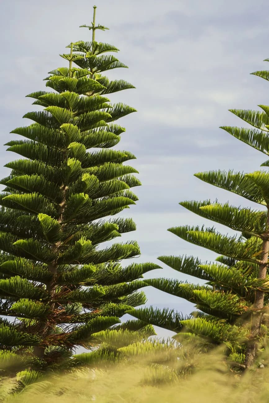 Grands pins colonnaires (Araucaria) se détachant sur un ciel bleu, l'arbre caractéristique qui donne son nom à l'Île des Pins