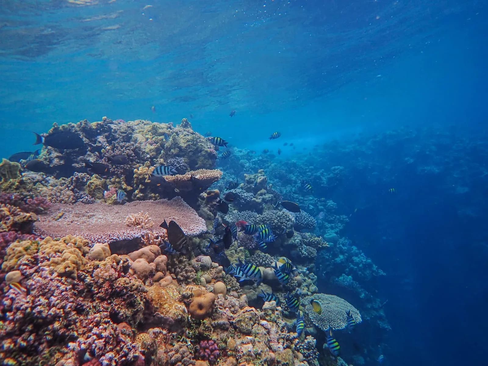 Poissons colorés et coraux dans les eaux claires d'un récif de lagon tropical