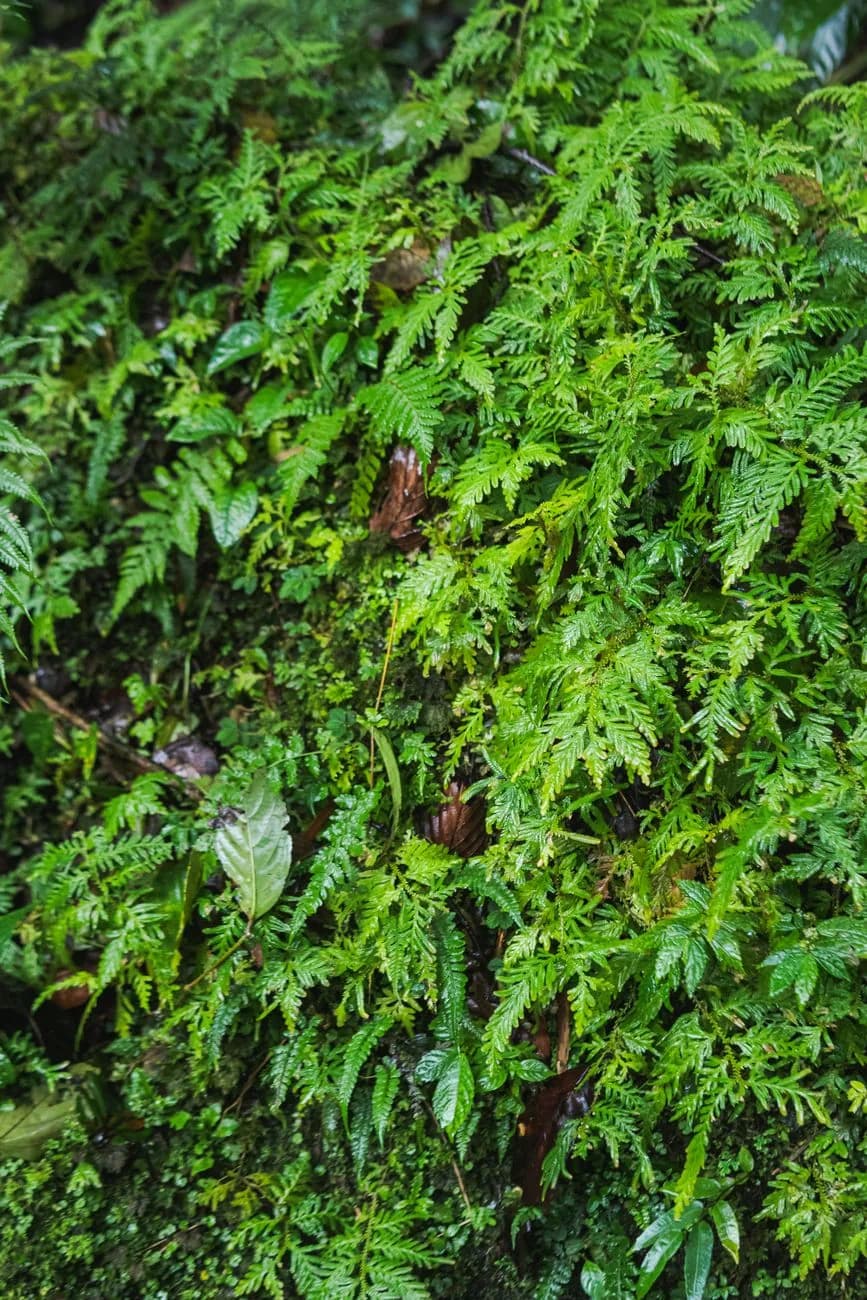 Sous-bois humide dense de fougères et de mousses gorgées d'eau en forêt tropicale