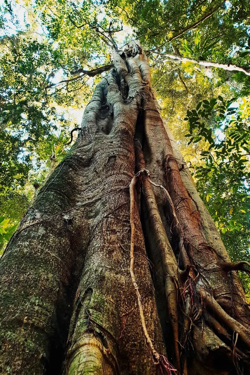 Tronc massif d'un grand arbre s'élevant dans la canopée d'une forêt tropicale humide