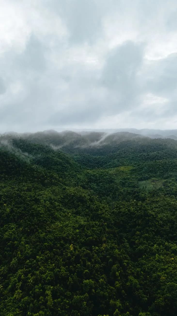 Reliefs couverts de forêt tropicale humide sous une brume basse en zone tropicale