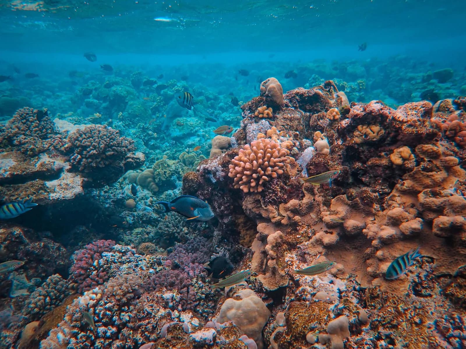 Récif corallien coloré peuplé de poissons tropicaux (sergents-majors, poisson-chirurgien) dans une eau bleue limpide, vue de snorkeling