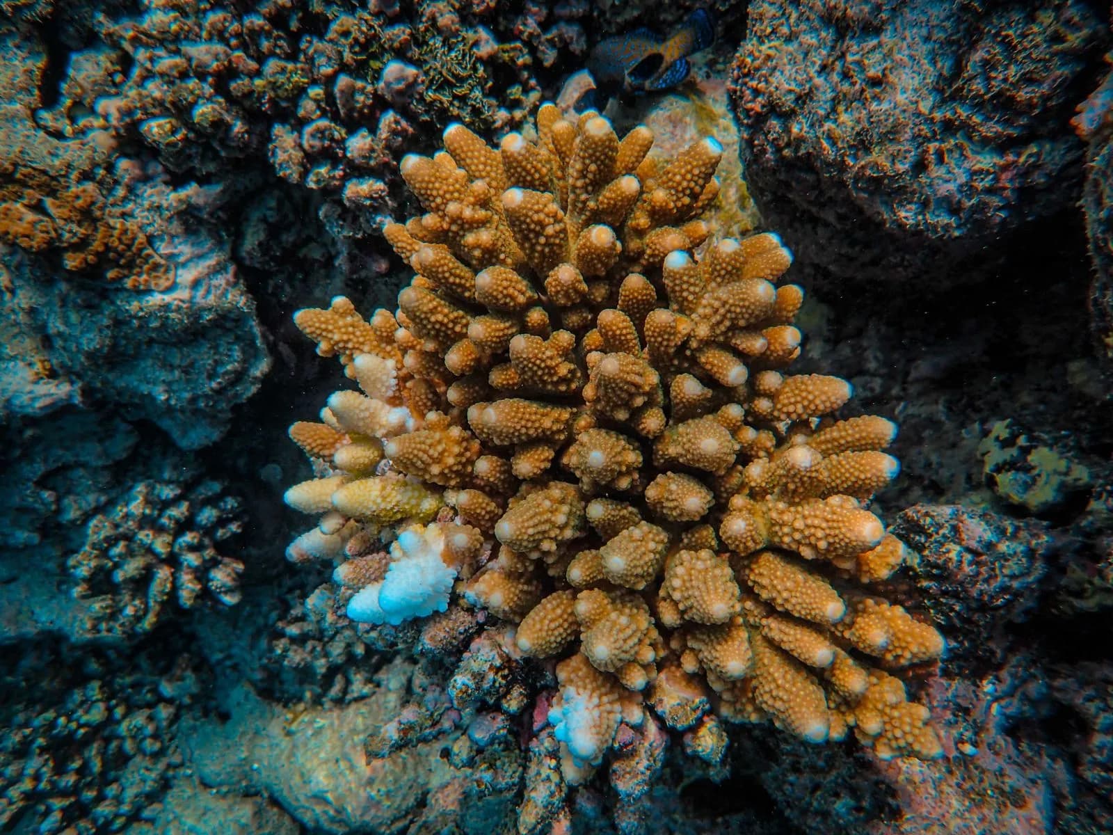 Plongée sur le récif corallien du lagon de Nouvelle-Calédonie