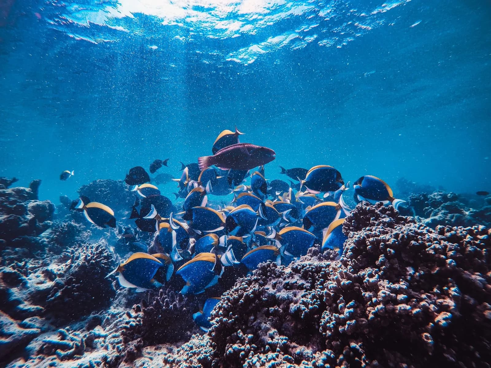 Banc de poissons tropicaux bleus nageant au-dessus d'un récif de corail dans une eau claire