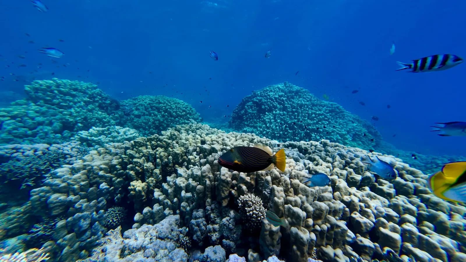 Récif de corail foisonnant de poissons tropicaux dans un lagon aux eaux claires