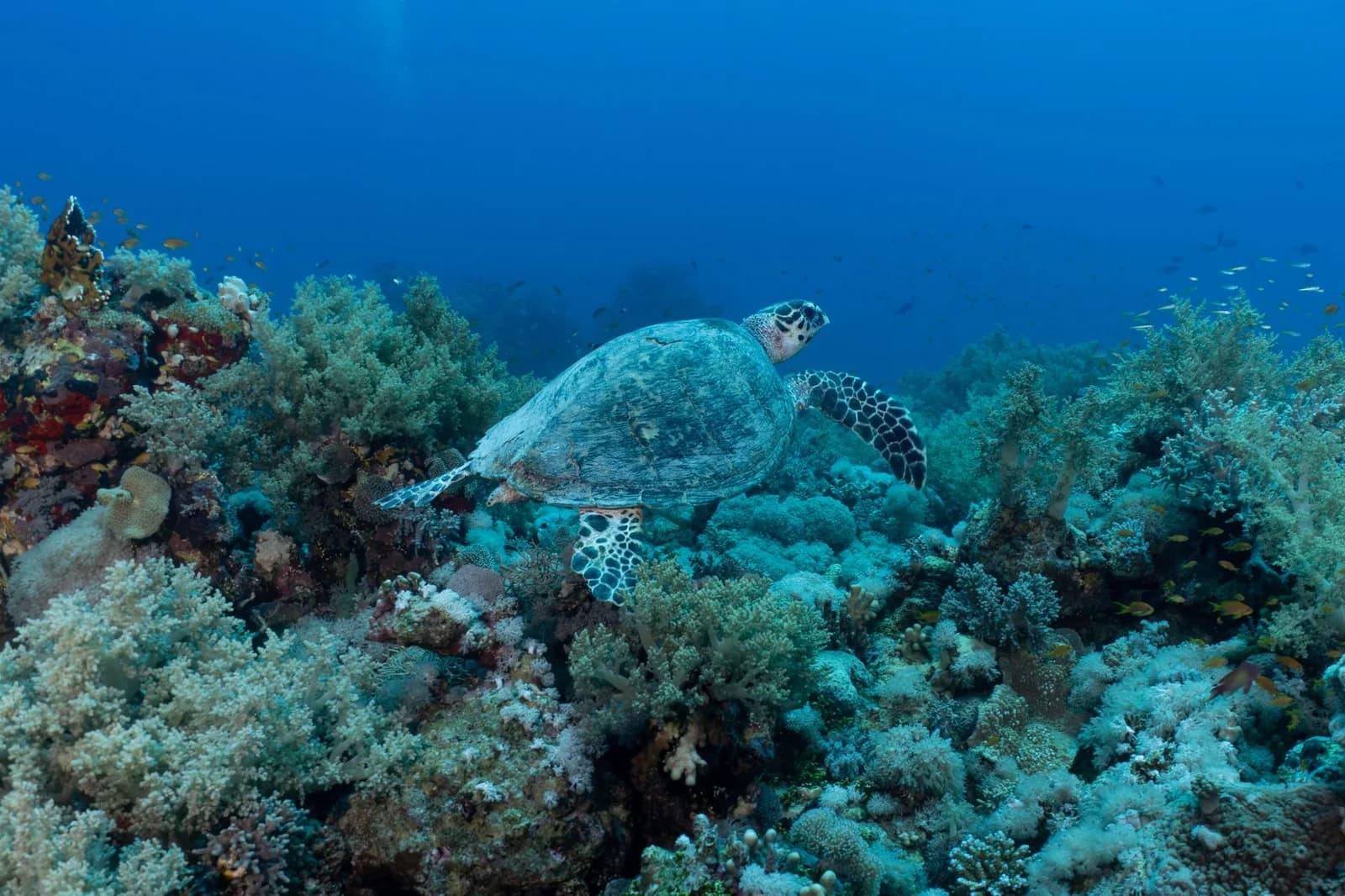 Tortue marine nageant au-dessus d'un récif corallien