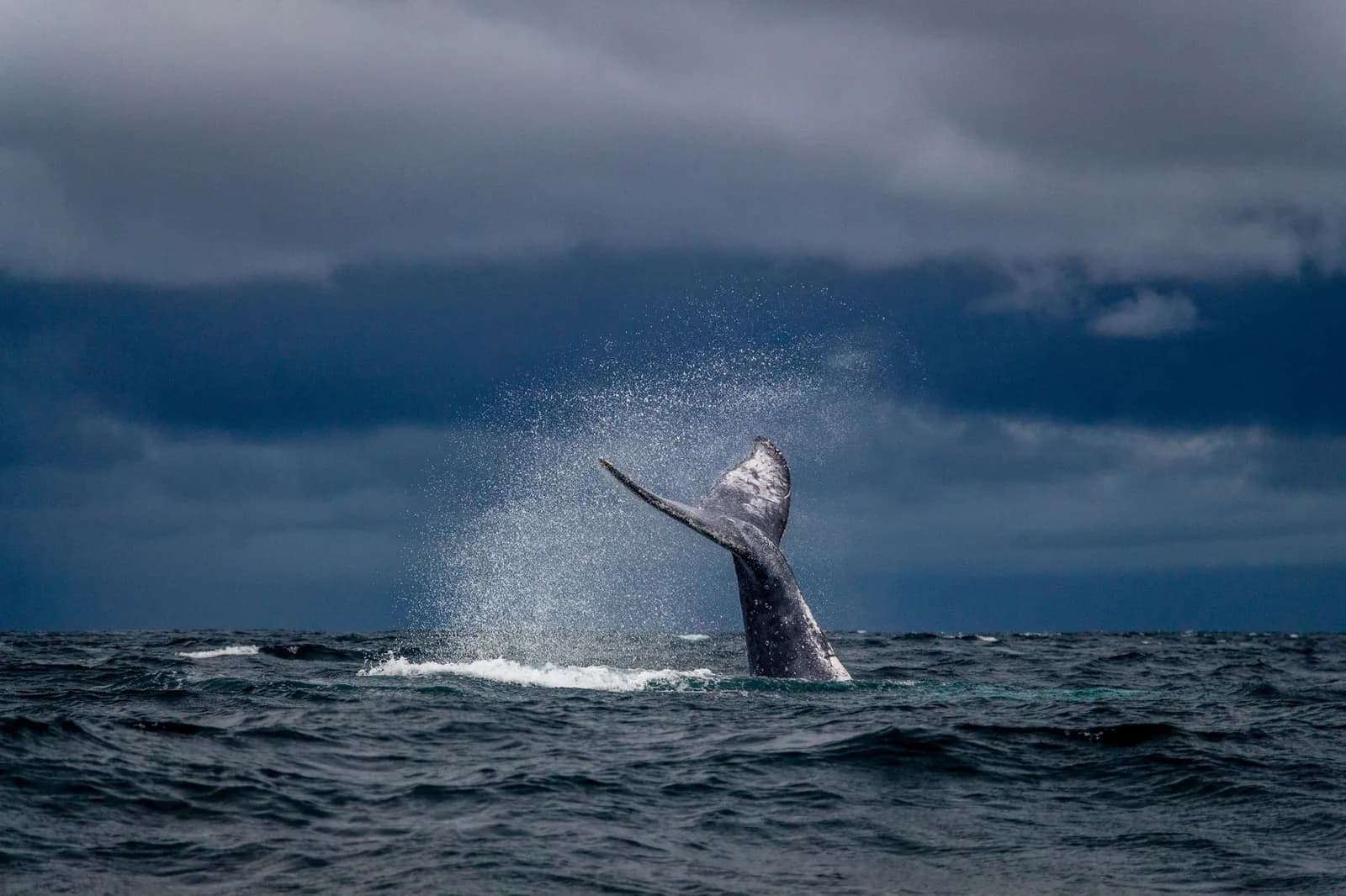 Baleine à bosse dressant sa nageoire caudale au-dessus de l'océan, comme on peut en observer de juillet à septembre
