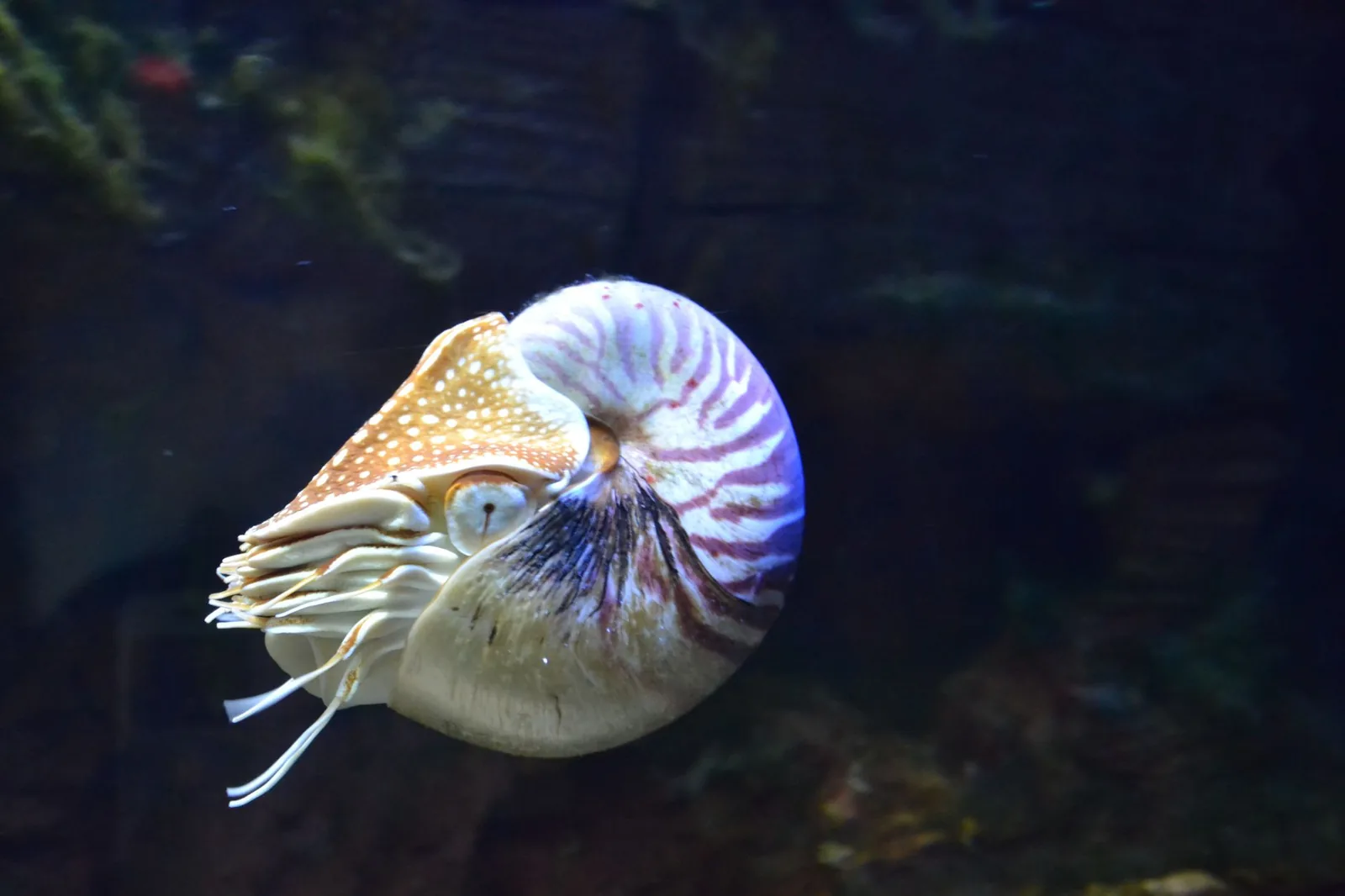 Un nautile vivant, coquille rayée de brun, nage dans un bassin d’aquarium