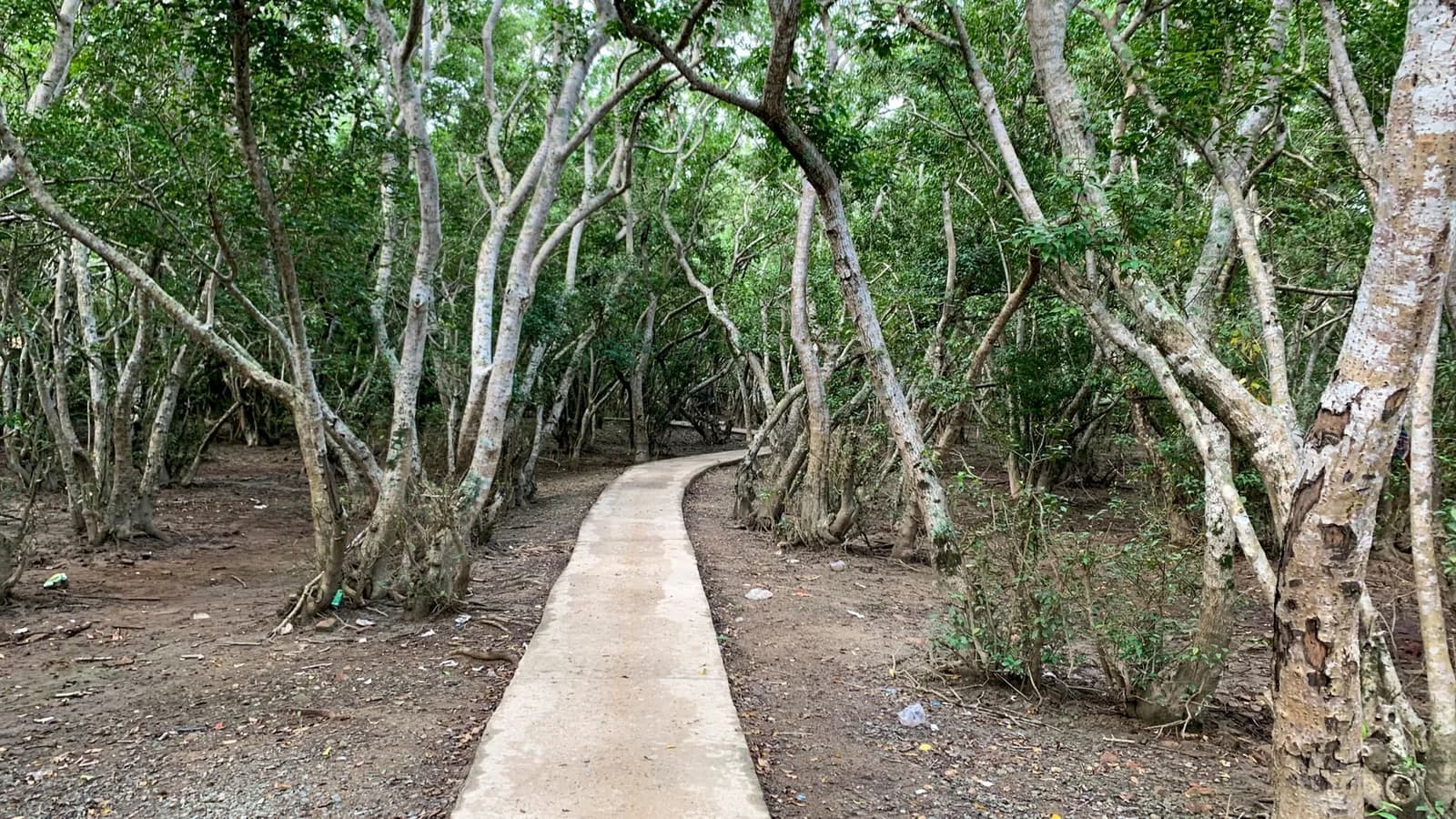Sentier serpentant à travers une forêt tropicale dense de mangrove, ambiance de balade sous les tropiques
